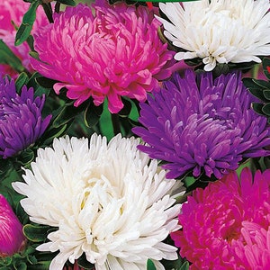 Giants Of California Aster Seeds | Callistephus Chinensis | Non-GMO | Flower Seeds | Seed Store | 1230