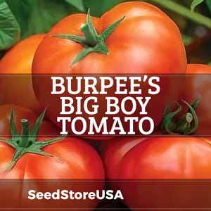 May include: A cluster of ripe, red Burpee's Big Boy tomatoes with green stems and leaves. The image features the text "BURPEE'S BIG BOY TOMATO" and "SeedStoreUSA". The tomatoes are a vibrant red color.