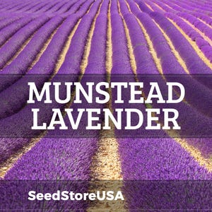 Munstead Lavender Seeds | Heirloom - Non-GMO | Lavandula Angustifolia | Herb Seeds | Seed Store | 1137