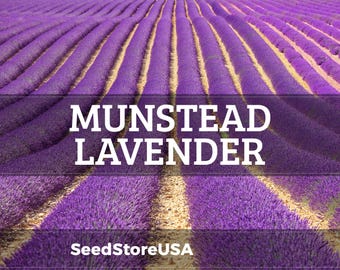 Munstead Lavender Seeds | Heirloom - Non-GMO | Lavandula Angustifolia | Herb Seeds | Seed Store | 1137