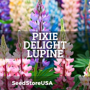 Pixie Delight Lupine Seeds | Lupinus Hartwegii | Non-GMO | Flower Seeds | Seed Store | 1253
