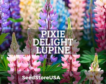 Pixie Delight Lupine Seeds | Lupinus Hartwegii | Non-GMO | Flower Seeds | Seed Store | 1253