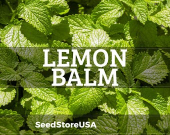 Lemon Balm Seeds | Heirloom - Non-GMO | Melissa Officinalis | Herb Seeds | Seed Store | 1151
