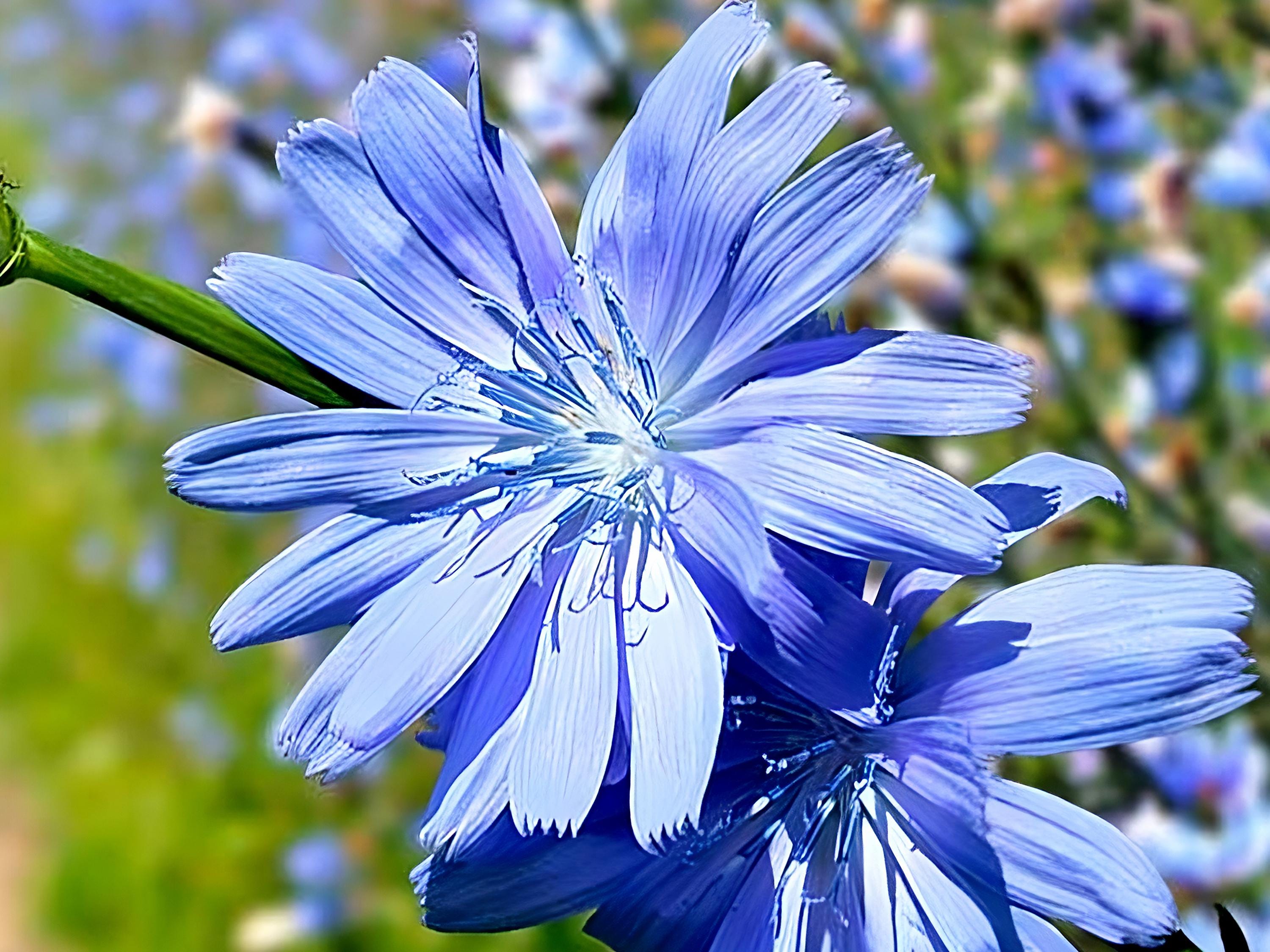その他 chiory Chicory Seeds | Cichorium Intybus | Non-gmo | Flower Seeds | Seed