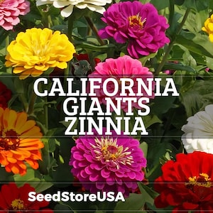 California Giants Mix Zinnia Seeds | Zinnia Elegans | Non-GMO | Flower Seeds | Seed Store | 1188