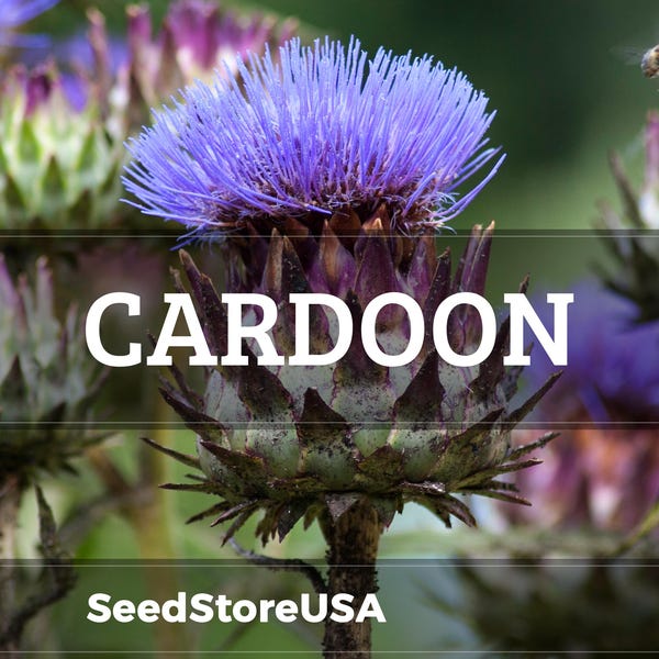 Cardoon Seeds | Heirloom - Non-GMO | Cynara Cardunculus | Seed Store | Herb Seeds | 1292