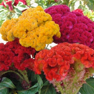 Cristata Mix Celosia Seeds | Celosia Cristata | Non-GMO | Flower Seeds | Seed Store | 1276