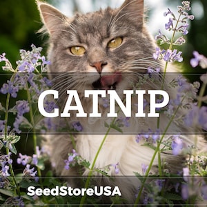May include: A gray and white cat with yellow eyes, surrounded by purple flowers, licks its lips. The word "CATNIP" is displayed in large white letters across the image. The text "SeedStoreUSA" is at the bottom.