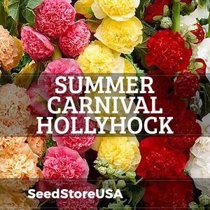 Summer Carnival Mix Hollyhock Seeds | Alcea Rosea | Non-GMO | Flower Seeds | Seed Store | 1194