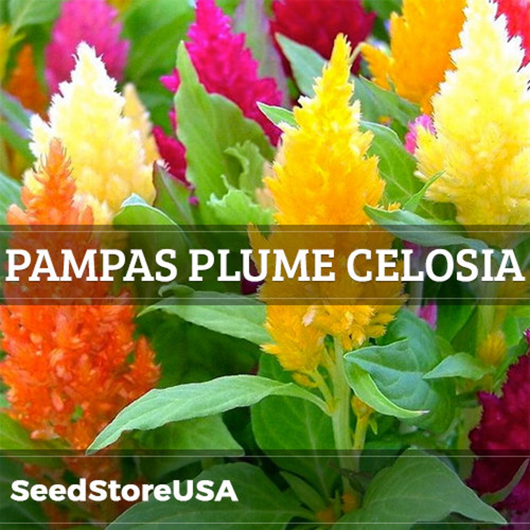 Pampas Plume Mix Celosia Seeds | Celosia Plumosa | Non-gmo | Flower ...