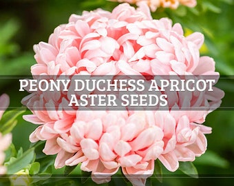 Peony Duchess Apricot Aster Seeds | Callistephus Tall | Non-GMO | Flower Seeds | Seed Store | 1233