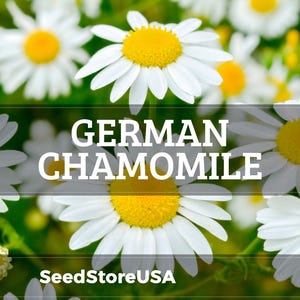 May include: Close-up of German chamomile flowers with white petals and yellow centers. The image features the text "GERMAN CHAMOMILE" and the website "SeedStoreUSA". The flowers are set against a blurred green background.