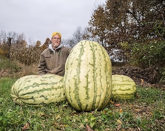 Semillas de sandía Carolina Cross / Gigante (más de 200 libras) / Variedad tradicional / Sin OGM / Citrullus Lanatus / Tienda de semillas / 1046