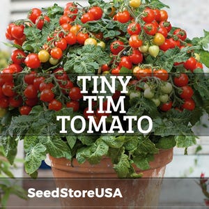 May include: A potted Tiny Tim tomato plant, laden with clusters of red, orange, and yellow cherry tomatoes. The plant has lush green foliage and is in a terracotta pot. The text "TINY TIM TOMATO" is displayed across the image.