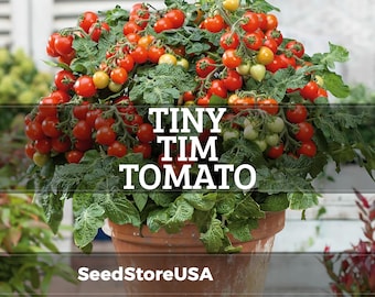 Tiny Tim Tomato Seeds | Heirloom - Non-GMO | Solanum Lycopersicum | Vegetable Seeds | Seed Store | 1035