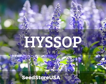 Hyssop Seeds | Heirloom - Non-GMO | Hyssopus Officinalis | Seed Store | Herb Seeds | 1171