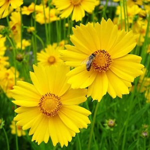 Lance Leaf Coreopsis Seeds | Coreopsis Lanceolata | Non-GMO | Flower Seeds | Seed Store | 1272