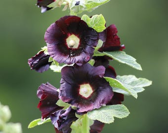 Nigra Hollyhock Seeds | Black Hollyhock | Alcea Rosea | Non-GMO | Seed Store | 1193
