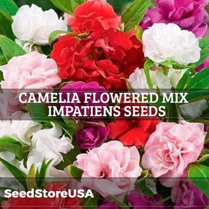 Camelia Flowered Mix Impatiens Seeds | Impatiens Balsamina | Non-GMO | Flower Seeds | Seed Store | 1262