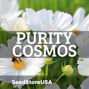 Purity Cosmos Seeds | Cosmos Bipinnatus | Non-GMO | Flower Seeds | Seed Store | 1222 image 1