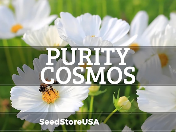 Purity Cosmos Seeds | Cosmos Bipinnatus | Non-GMO | Flower Seeds | Seed Store | 1222