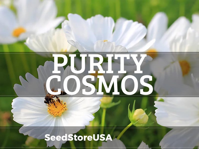 Purity Cosmos Seeds | Cosmos Bipinnatus | Non-GMO | Flower Seeds | Seed Store | 1222 image 1