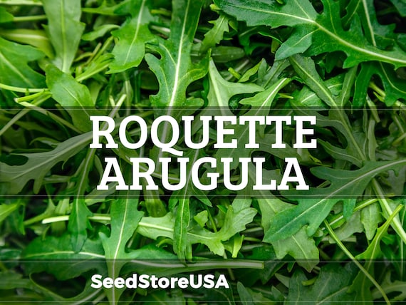 Roquette Arugula Seeds (Rocket Arugula) | Heirloom - Non-GMO | Eruca Sativa | Vegetable Seeds | Seed Store | 1174