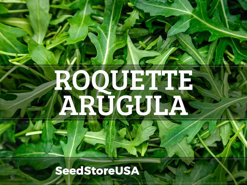 May include: Close-up of fresh arugula leaves, a leafy green vegetable. The image features the text "ROQUETTE AR&Uacute;GULA" in white, with "SeedStoreUSA" at the bottom. The leaves are a vibrant green, showcasing their texture and shape.