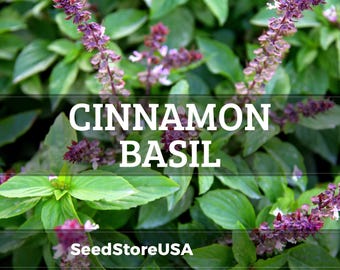 Cinnamon Basil Seeds | Heirloom - Non-GMO | Ocimum Basilicum | Seed Store | Herb Seeds | 1125
