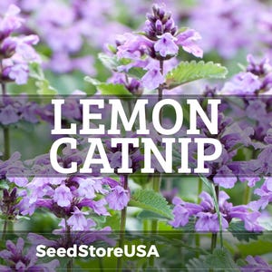 May include: Close-up of Lemon Catnip flowers in full bloom, showcasing vibrant purple petals and green foliage. The image features the text "LEMON CATNIP" in large white letters, with "SeedStoreUSA" at the bottom.
