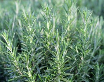 Rosemary Seeds | Heirloom - Non-GMO | Salvia Rosmarinus | Herb Seeds | Seed Store | 1163