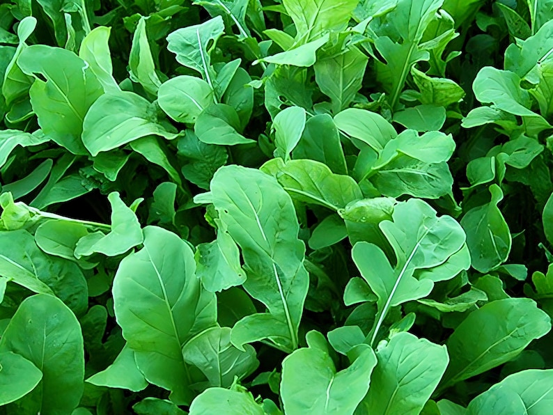 SeedStoreUSA Astro Arugula Seeds