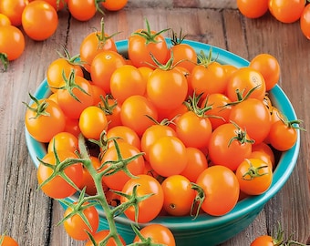 Sun Gold Tomato Seeds (F1 Hybrid) | Heirloom - Non-GMO | Solanum Lycopersicum | Vegetable Seeds | Seed Store | 1030
