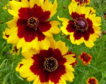 Plains Coreopsis Seeds | Coreopsis Tinctoria | Non-GMO | Flower Seeds | Seed Store | 1271