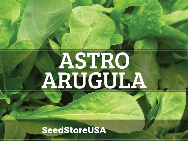 SeedStoreUSA Astro Arugula Seeds - Thumbnail 2