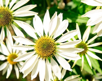 White Swan Coneflower Seeds | Echinacea Purpurea Alba | Non-GMO | Flower Seeds | Seed Store | 1257