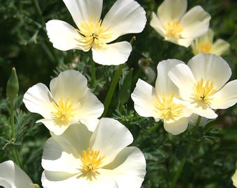 White Linen California Poppy Seeds | Eschscholzia Californica | Non-GMO | Flower Seeds | Seed Store | 1228