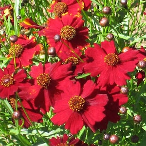 Tall Red Plains Coreopsis Seeds | Coreopsis Tinctoria | Non-GMO | Flower Seeds | Seed Store | 1273