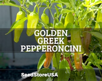 May include: Image of Golden Greek Pepperoncini peppers growing on a plant. The peppers are a mix of green and yellow, with some turning reddish-brown. The text "GOLDEN GREEK PEPPERONCINI" is overlaid on the image, along with the SeedStoreUSA logo.