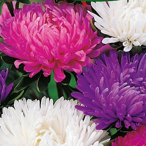 Giants Of California Aster Seeds | Callistephus Chinensis | Non-GMO | Flower Seeds | Seed Store | 1230