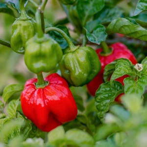 May include: Close-up of habanero peppers in various stages of ripeness. Some are bright red, others are green, and all are surrounded by green leaves. The peppers are growing on a vine.