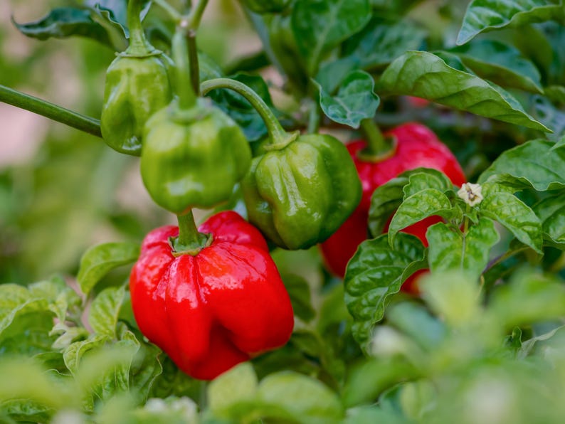 May include: Close-up of habanero peppers in various stages of ripeness. Some are bright red, others are green, and all are surrounded by green leaves. The peppers are growing on a vine.