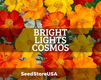 Bright Lights Cosmos Seeds | Cosmos Sulphureus | Non-GMO | Flower Seeds | Seed Store | 1225