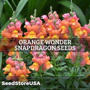 Orange Wonder Snapdragon Seeds | Antirrhinum Majus | Non-GMO | Flower Seeds | Seed Store | 1294