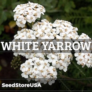 White Yarrow Seeds | Achillea Millefolium | Non-GMO | Flower Seeds | Seed Store | 1265