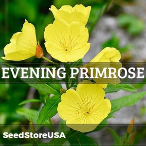 Yellow Common Evening Primrose Seeds | Oenothera Lamarckiana | Non-GMO | Flower Seeds | Seed Store | 1243