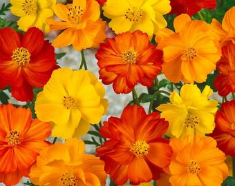 Bright Lights Cosmos Seeds | Cosmos Sulphureus | Non-GMO | Flower Seeds | Seed Store | 1225
