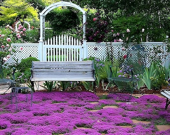 Creeping Thyme Seeds | Heirloom - Non-GMO | Thymus Serpyllum | Seed Store | Herb Seeds | 1159
