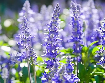 Hyssop Seeds | Heirloom - Non-GMO | Hyssopus Officinalis | Seed Store | Herb Seeds | 1171