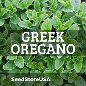 Greek Oregano Seeds | Heirloom - Non-GMO | Origanum Vulgare Hirtum | Herb Seeds | Seed Store | 1142